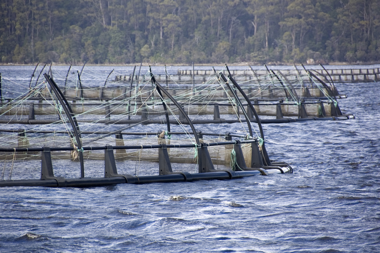 Istock 92867412 Tas Fish Farming