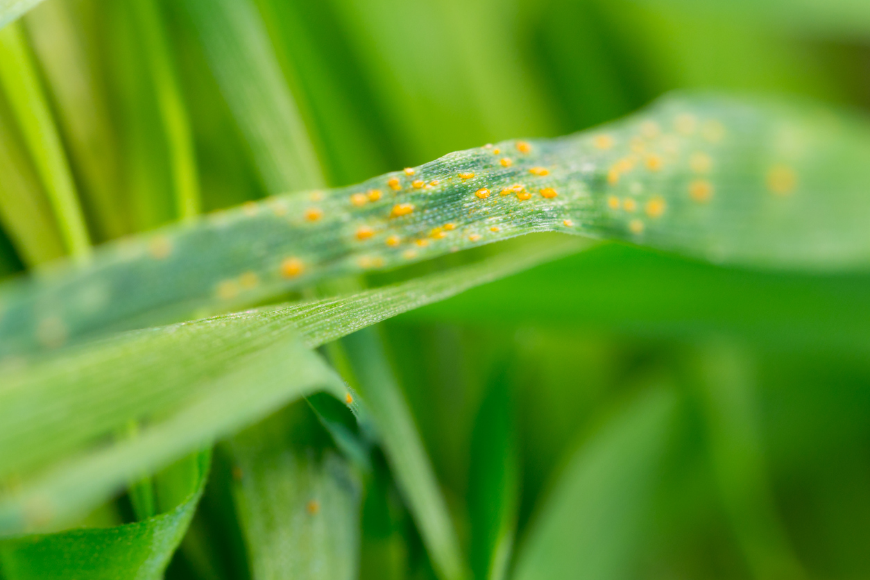 Wheat rust crop agriculture