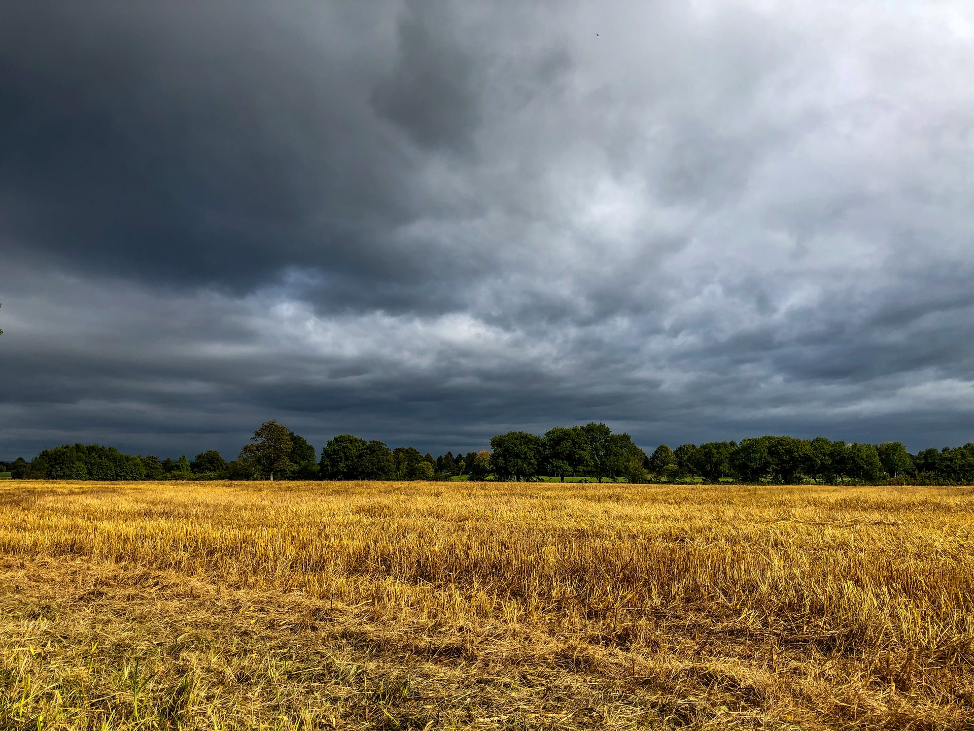 Wheat Stubble In A Field Agriculture