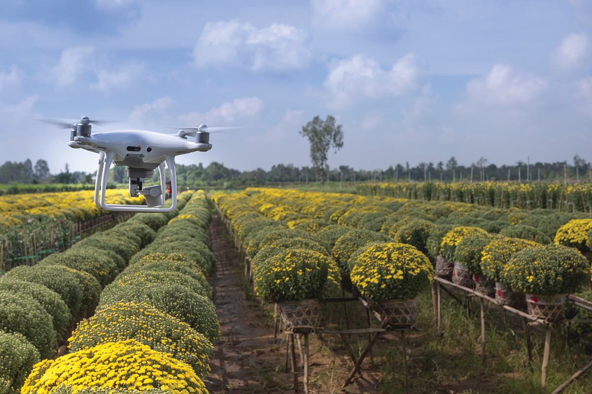 Drone Over Flower Crop