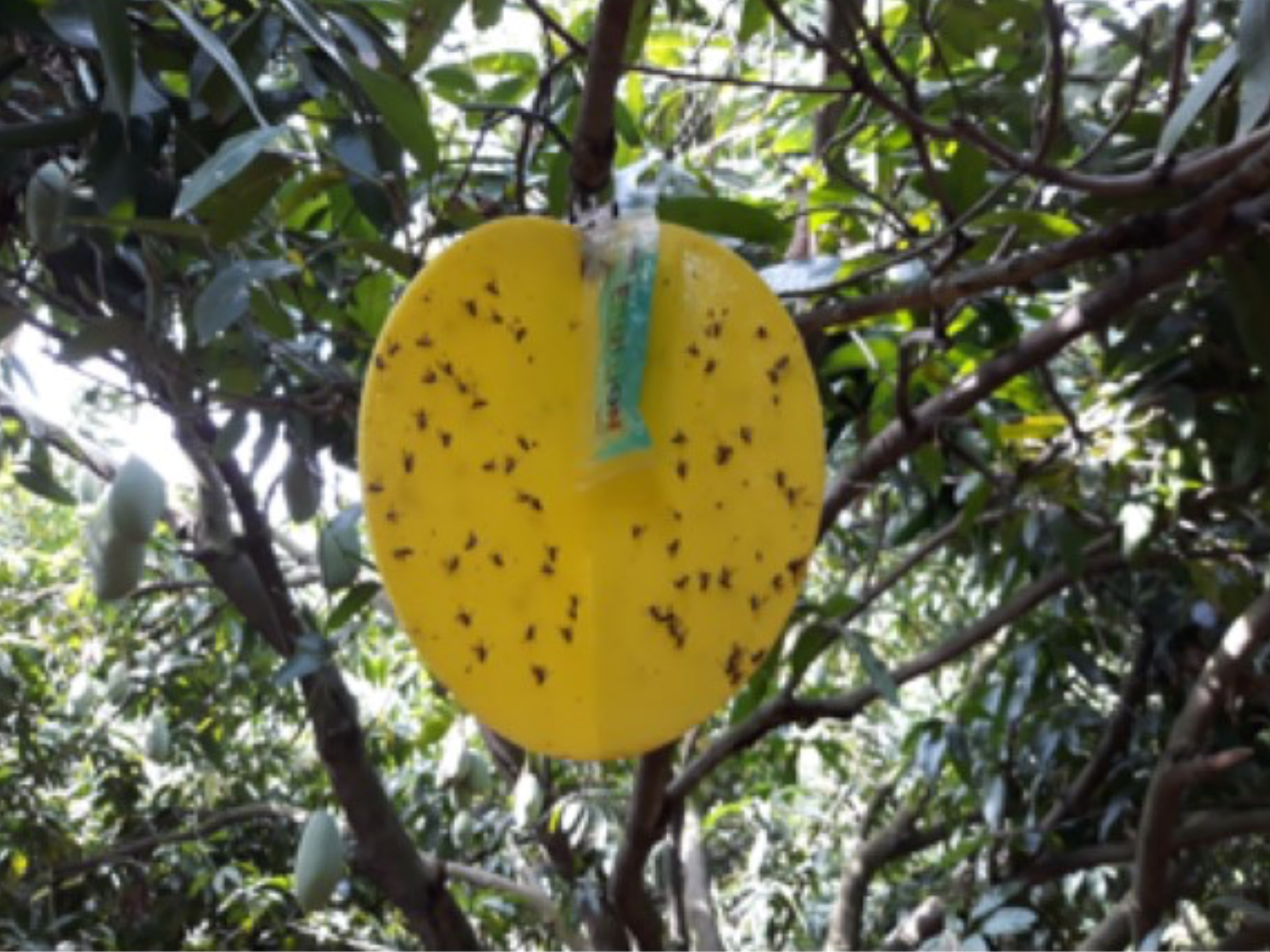 Fruit Flies 1